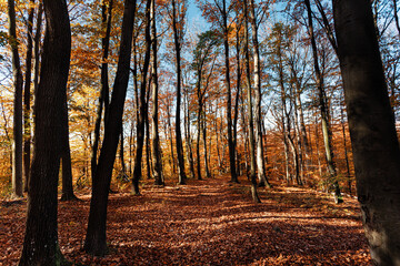 Obraz premium Autumn forest background