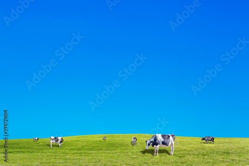 青空背景に丘陵の牧場で草を食む数頭の牛 Wall Mural Chikala