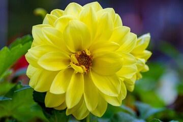 yellow flower in close-up
