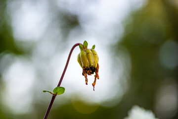 flower and background