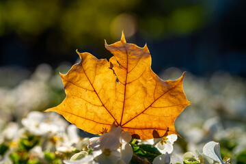 yellow maple leaf