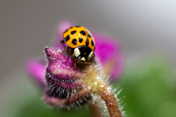 Macro photo. Small red-orange ladybug. Soft and blurred background.