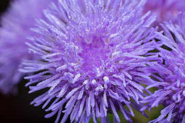 Obraz premium purple flower inflorescence close up