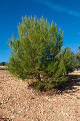 Pino carrasco peque&ntilde;o. Pino mediterraneo