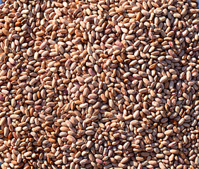 Close-up of fonko brown bean, red bean seeds