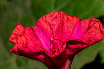 red poppy flower
