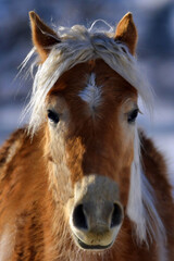 Young haflinger Horse Portrait.