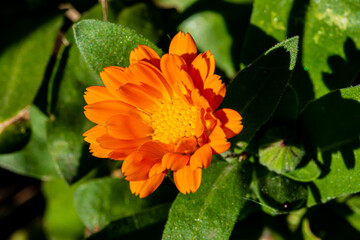 orange flower in the garden