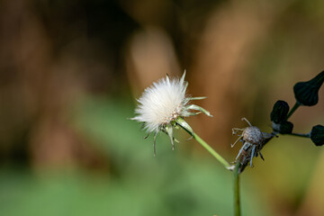 white flower