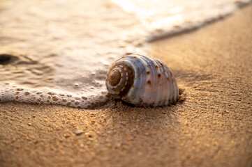 shell on the beach