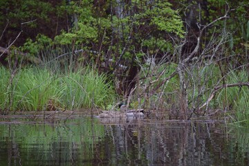 Mallard Pair