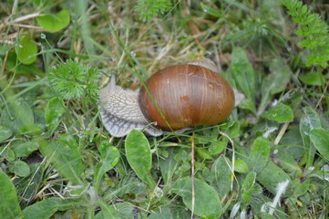 Gro&szlig;e Weinbergschnecke mit braunem Haus