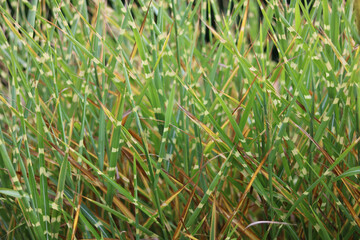 Ornamental striped grass background with space for copy horizontal format