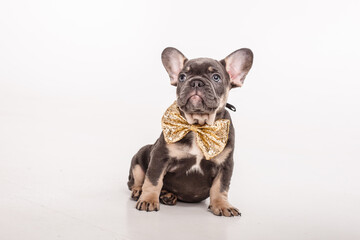 a French bulldog puppy in a gentleman's carnival butterfly is isolated on a white background