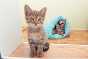 A small kitten looks through the doorway while two other kittens sleep in the background