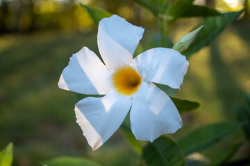 White flower on vine