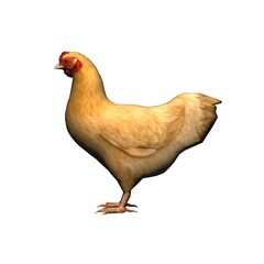 Farm animals - brown chicken - isolated on white background - 3D illustration