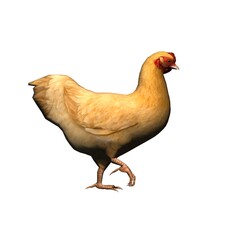 Farm animals - brown chicken - isolated on white background - 3D illustration