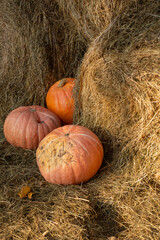 Three large orange pumpkins on dry hay.