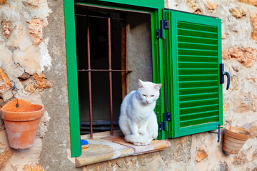 White cat sits on the windowsill