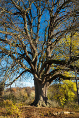 Obraz premium Annalinde bei heilbronn im Herbst