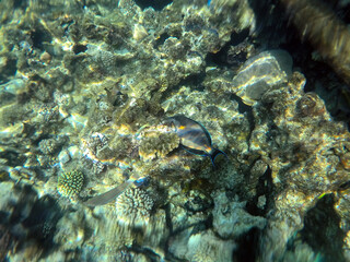 Tropical coral reef. Ecosystem and environment. Egypt. Near Sharm El Sheikh