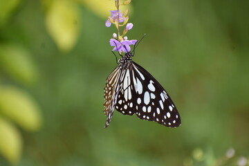butterfly on flower