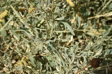 Sea Purslane (Halimione portulacoides)
