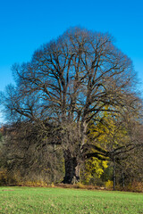 Obraz premium Annalinde bei heilbronn im Herbst