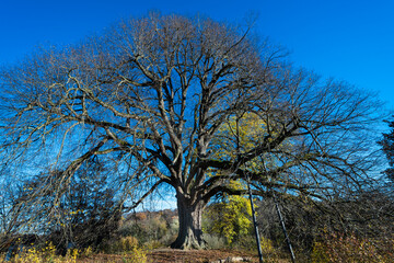 Obraz premium Annalinde bei heilbronn im Herbst