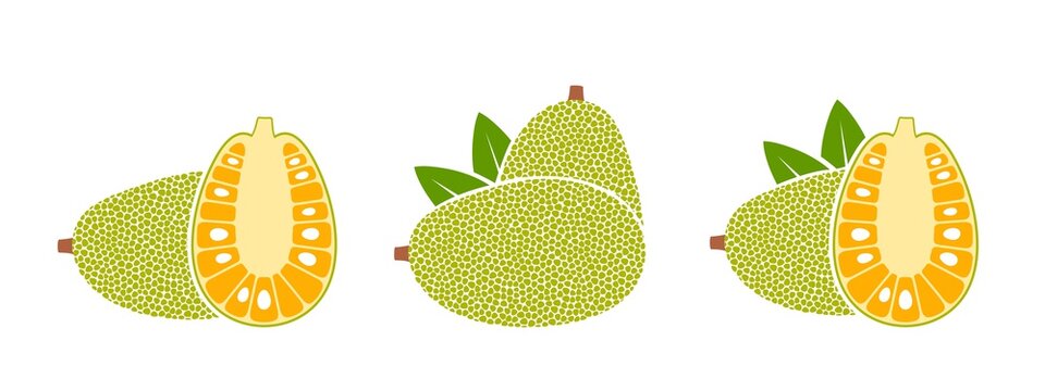 Jack fruit logo. Isolated jack fruit on white background