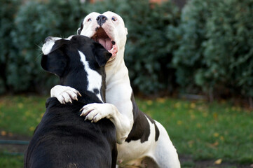 Zwei glückliche Bulldoggen Hunde