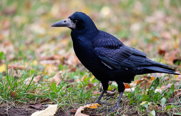 Rook in the park, Corvus frugilegus