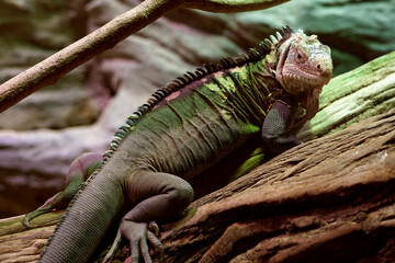Cuban rock iguana (Cyclura nubila) climbing tree in nature