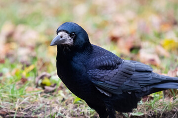 Obraz premium the rook, Corvus frugilegus, close-up