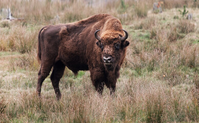 The European bison or zubr, Bison bonasus © nexusby