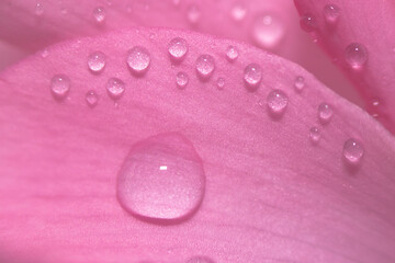 Water drops on pink leaves of a flower close-up with a dark background. Selective focus.