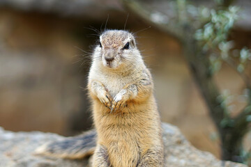 Cape ground squirrel (Xerus inauris) close up view of head and body