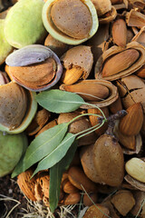 almond harvest time - broken almonds