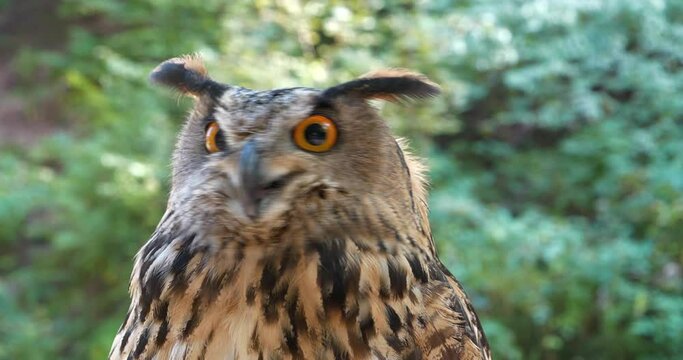 Eagle owl in the forest. Cinema 4K 60 fps video
