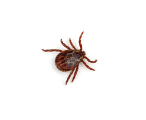 Tick isolated on white background.