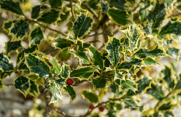 Christmas holly ilex aquifolium Argentea Marginata growing on white stones background. Close-up of...