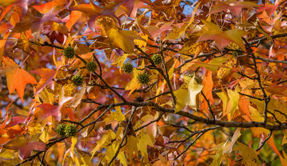 Close-up of red autumn leaf of Liquidambar styraciflua, commonly called American sweetgum (Amber tree)  with green spiky balls seeds. Amber tree twig in autumn garden. Nature concept for design