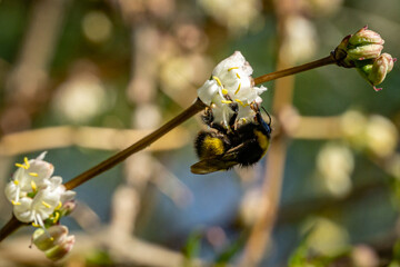 Close-up of garden bumblebee (Bombus hortorum) collecting nectar from blooming white flower winter...
