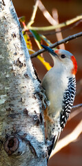 A colorful woodpecker up close perched on a branch. 