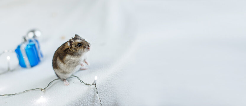 A little hamster with a christmas garland and with present box sits on a light blue wooden background. banner