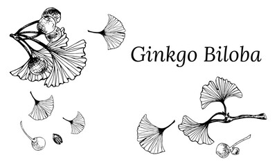Obraz premium Set of hand drawn leaves and seeds of ginkgo biloba. Ginkgo biloba leaves set. Vector black and white isolated realistic objects. Botanical illustrations.
