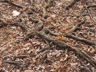 Tree roots above ground: Receded water reveal tree roots now above ground swirling around fall colored leaves on the ground