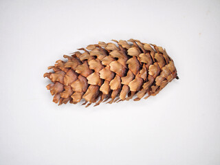 One pine cone on a white background. Texture.