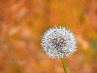 flower of a dandelion